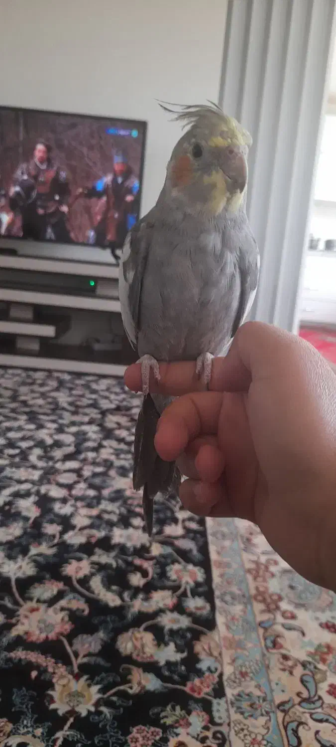 عروس هلندی سخنگو|پرنده|قم, شهرک امام حسین|دیوار