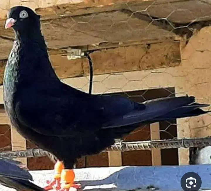 گمشده|حیوانات|اصفهان, حسین‌آباد|دیوار