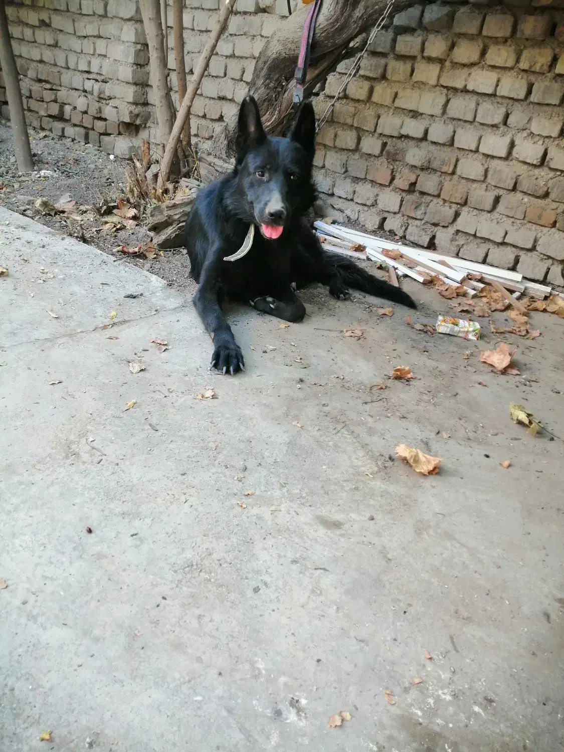 ژرمن بلک سن یکسال حرف گوش کن هوش بالا|سگ|گرگان, |دیوار