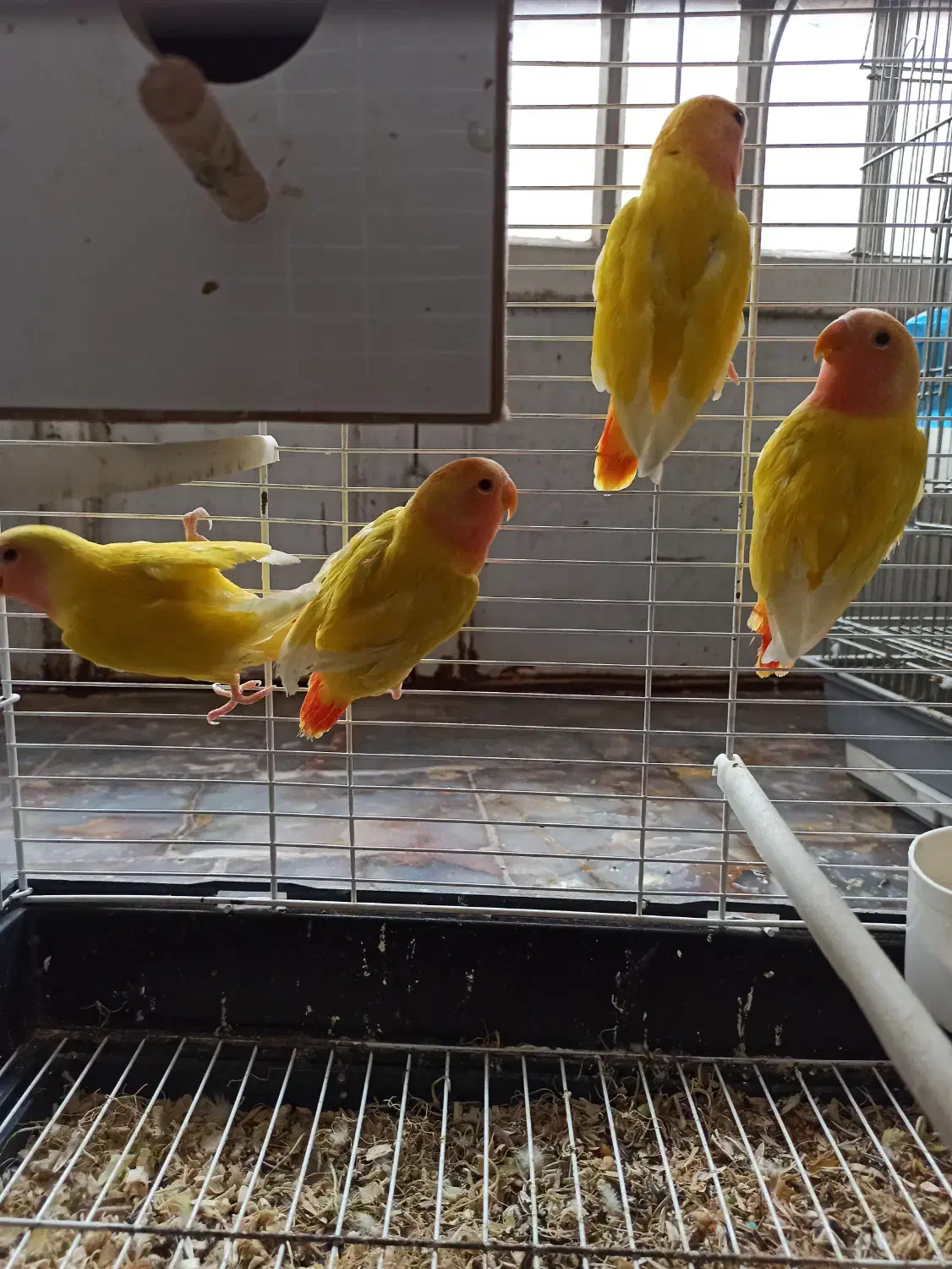 طوطی کوتوله برزیلی|پرنده|رفسنجان, |دیوار