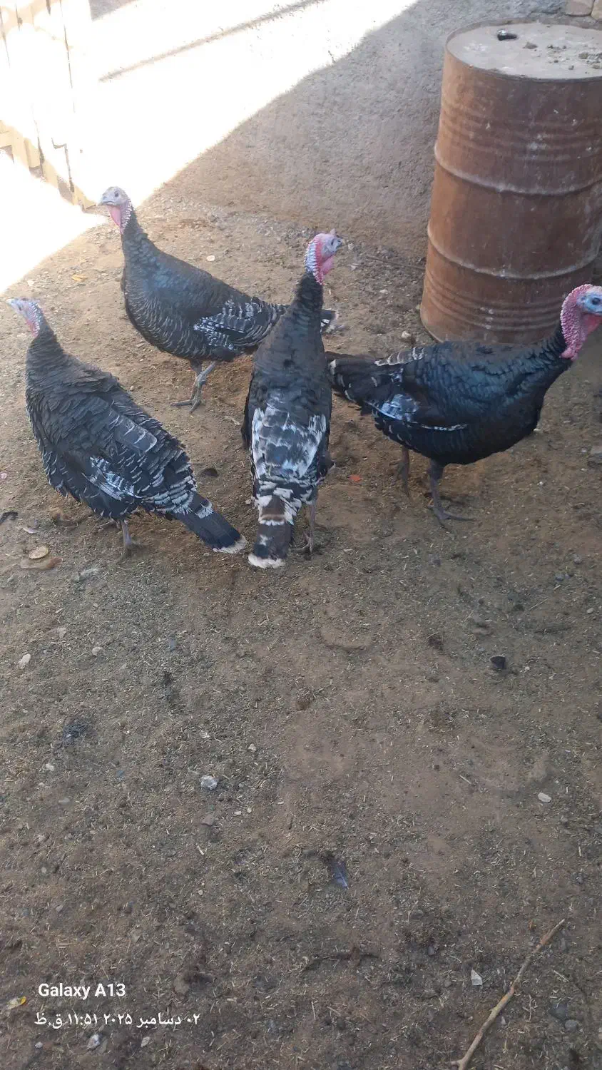 ۴عدد بقلمون دونر ودوماده|حیوانات مزرعه|تربت جام, میان جام|دیوار