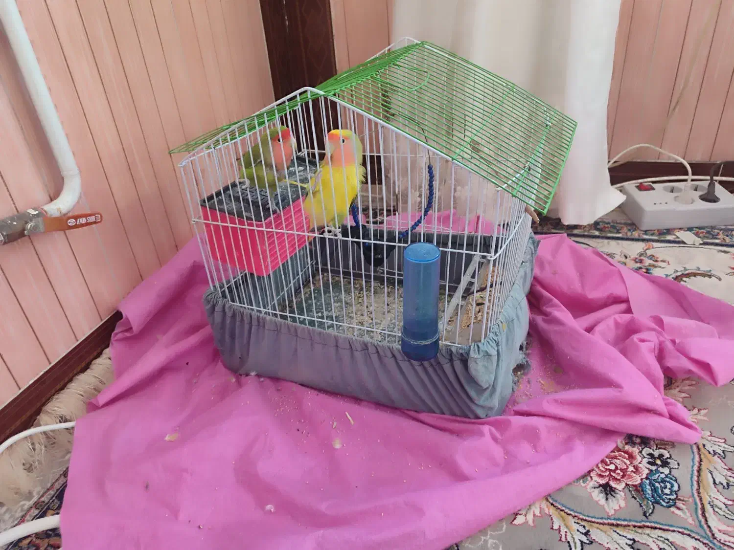 طوطی|پرنده|کوهدشت, |دیوار