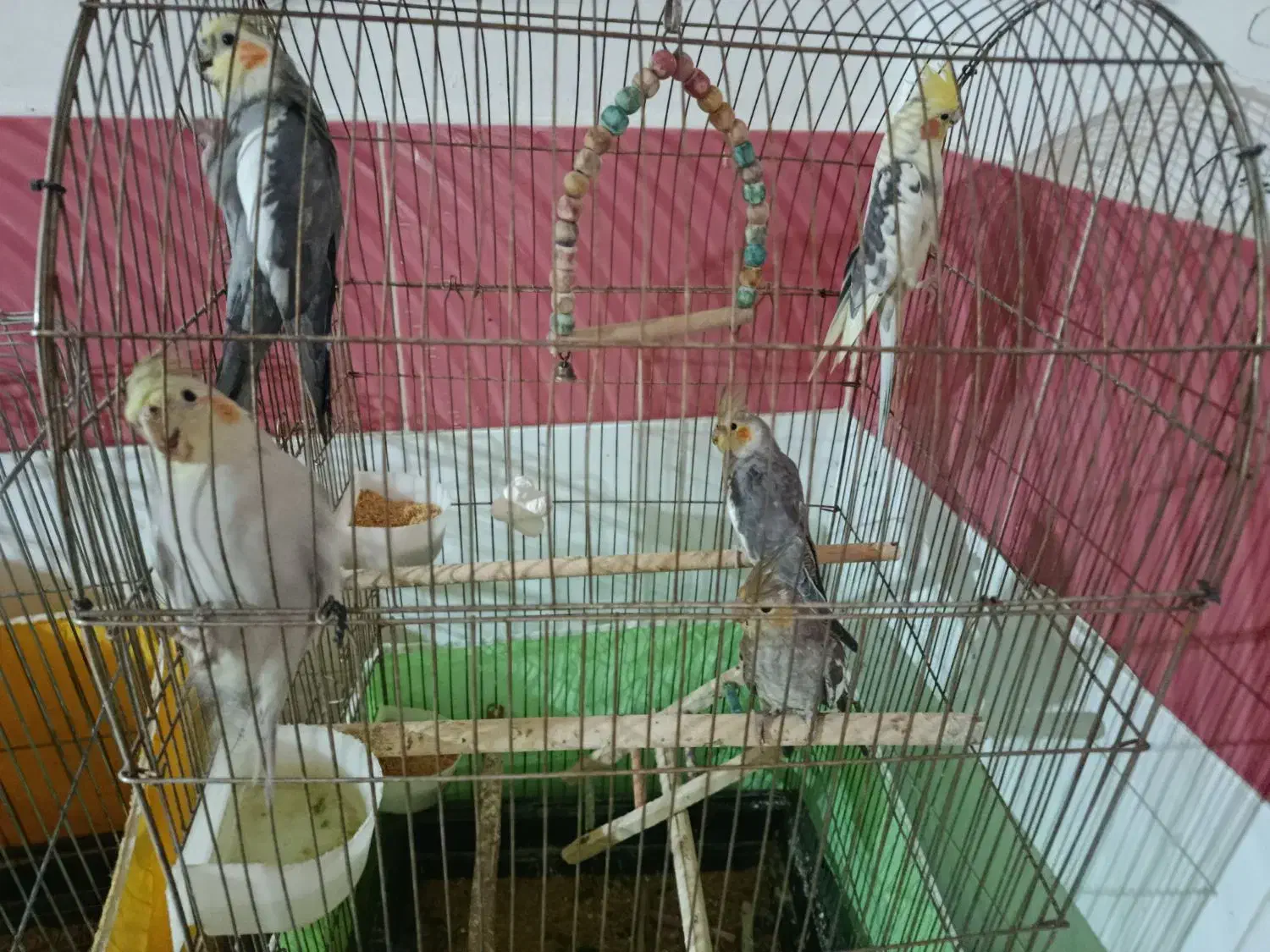 فروشی|پرنده|الوند, |دیوار