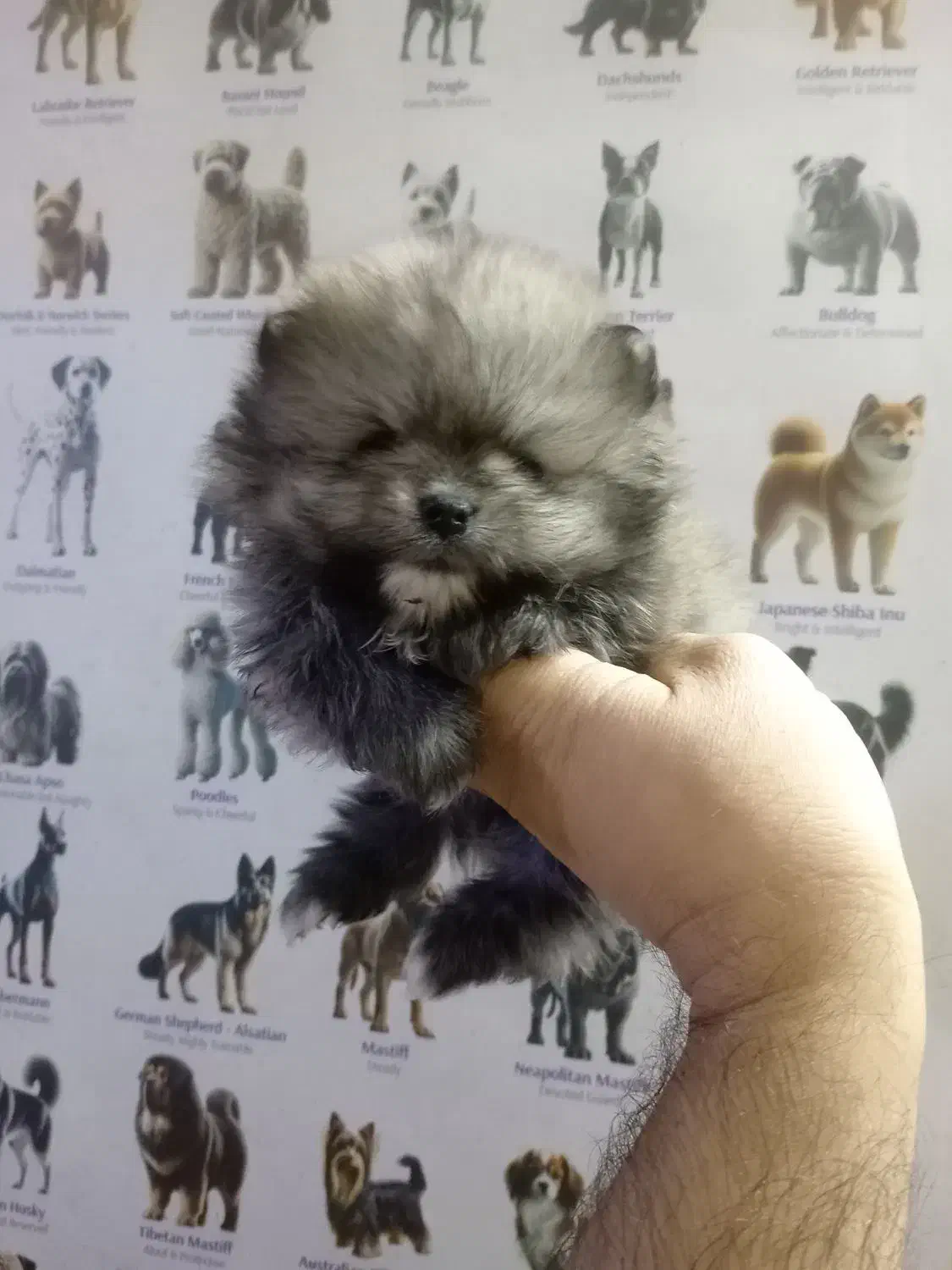 فرنچ بولداگ، پامر، شی هوا هوا، پیکینیز|سگ|اصفهان, فیض|دیوار