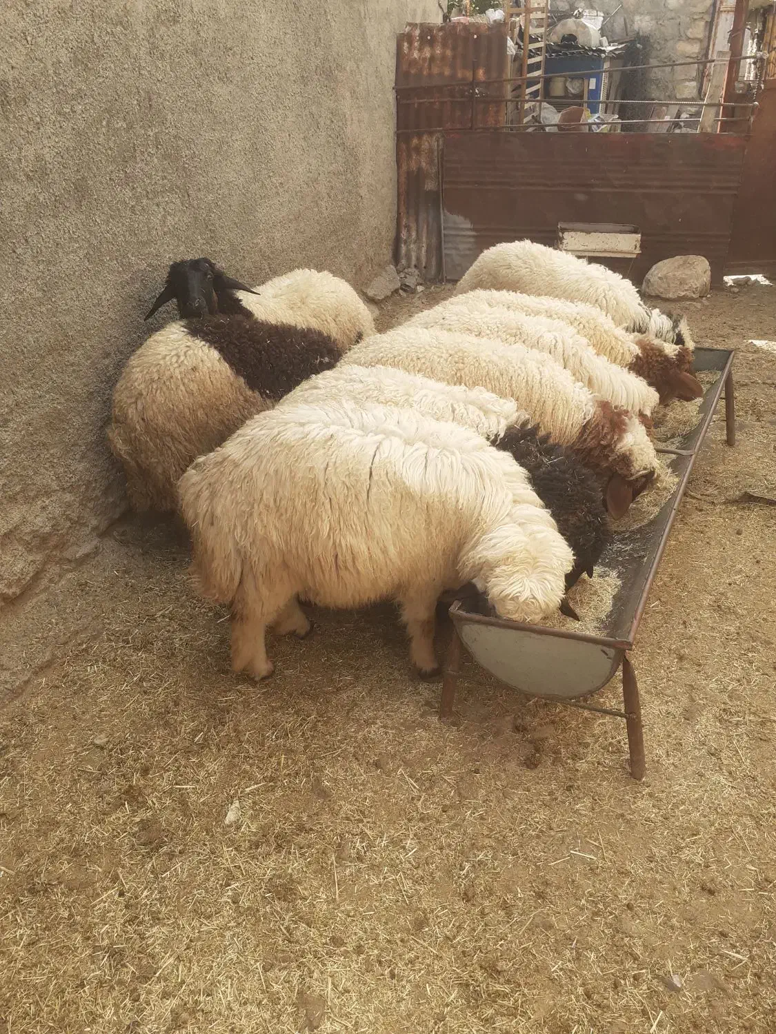 بره|عمده‌فروشی|آبدانان, |دیوار