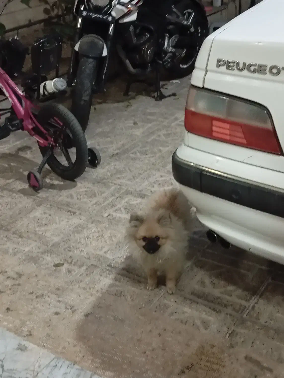 سگ پامرانین|سگ|تهران, فرزانه|دیوار