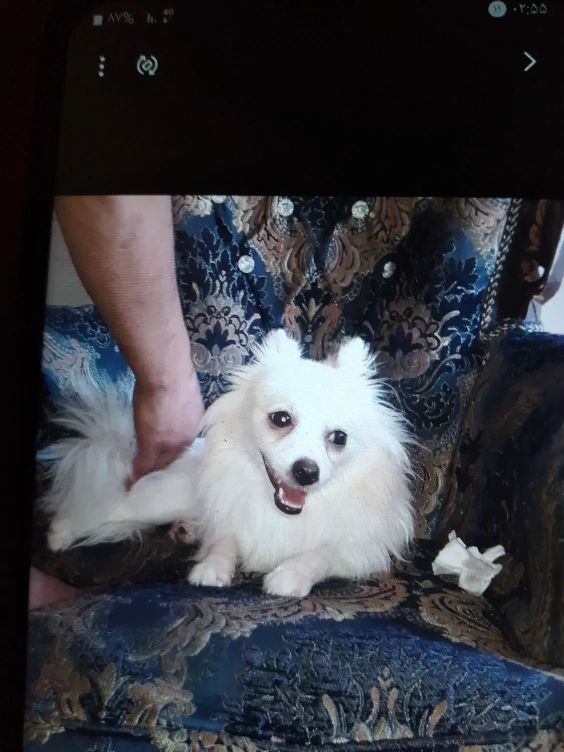 فوش سگ بانژاد پامرواگرگی بخاطر جابجایی|سگ|نسیم‌شهر, |دیوار