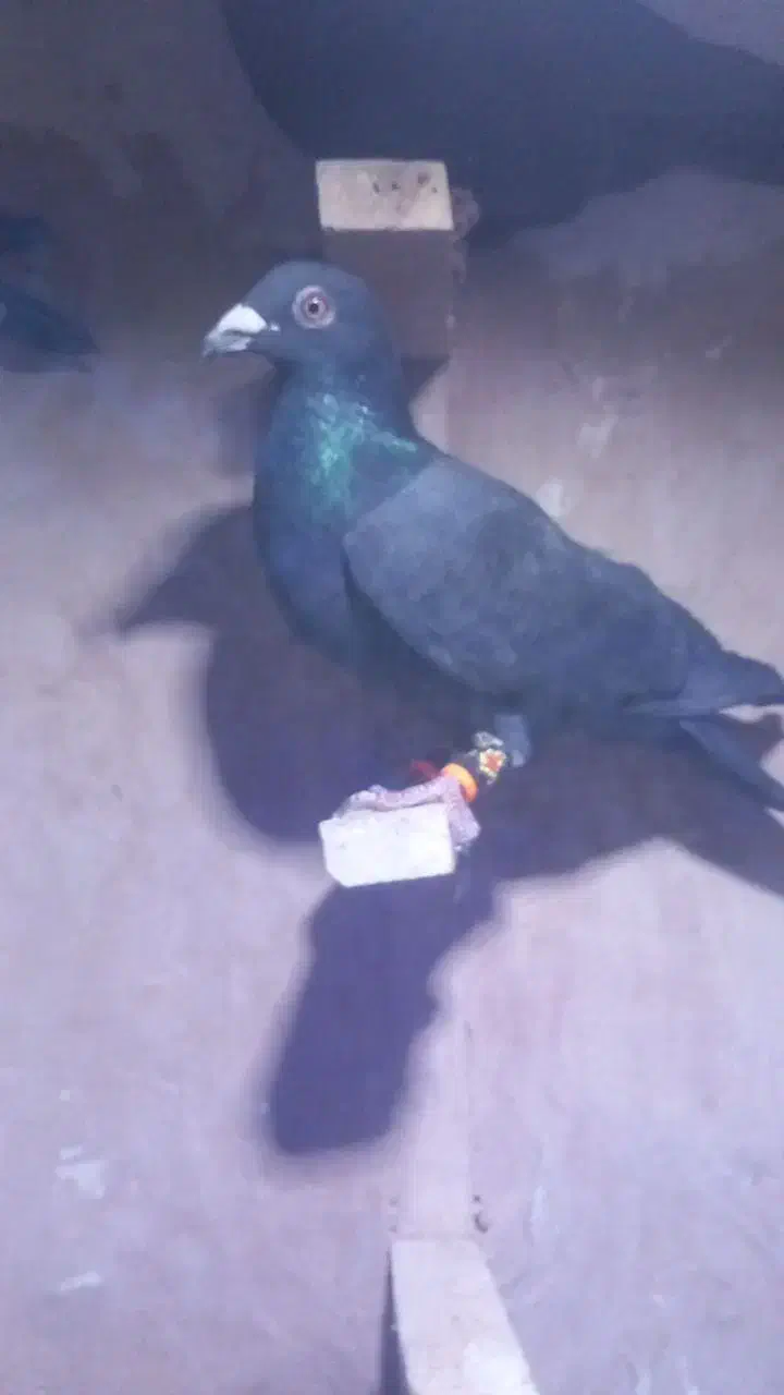 حیون گرفتنی|پرنده|سبزوار, شهرک جهاد|دیوار