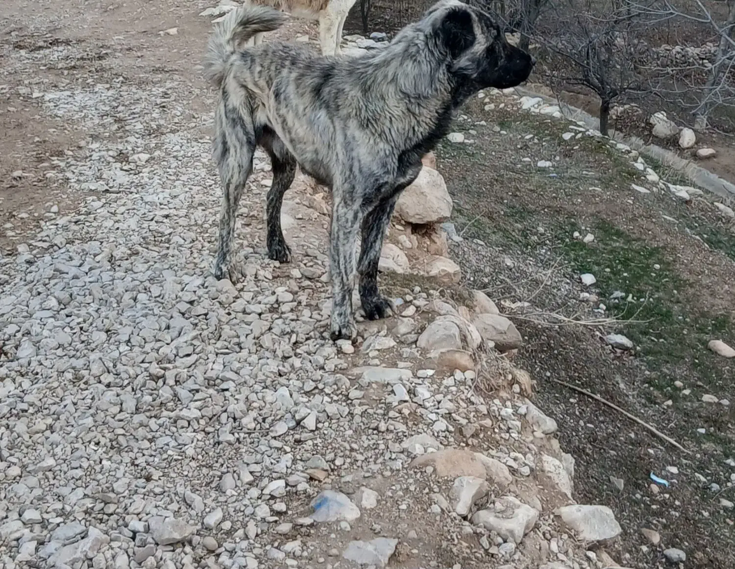 سگ گله|سگ|گرمخان, |دیوار