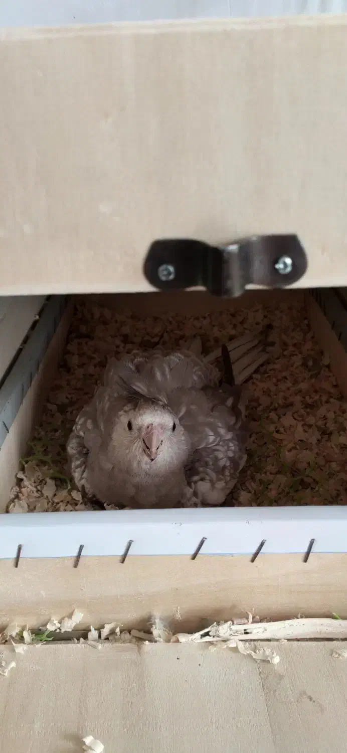 عروس هلندی مولد|پرنده|مشکیندشت, |دیوار