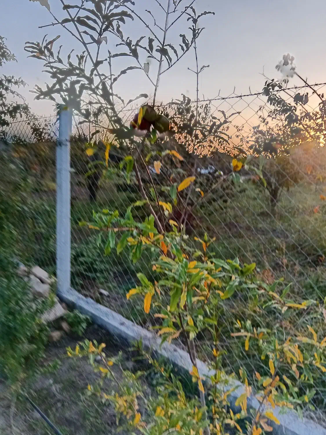 نهال 3ساله انار دانه سیاه و شلیل بارده|خدمات باغبانی و درختکاری|گرگان, |دیوار