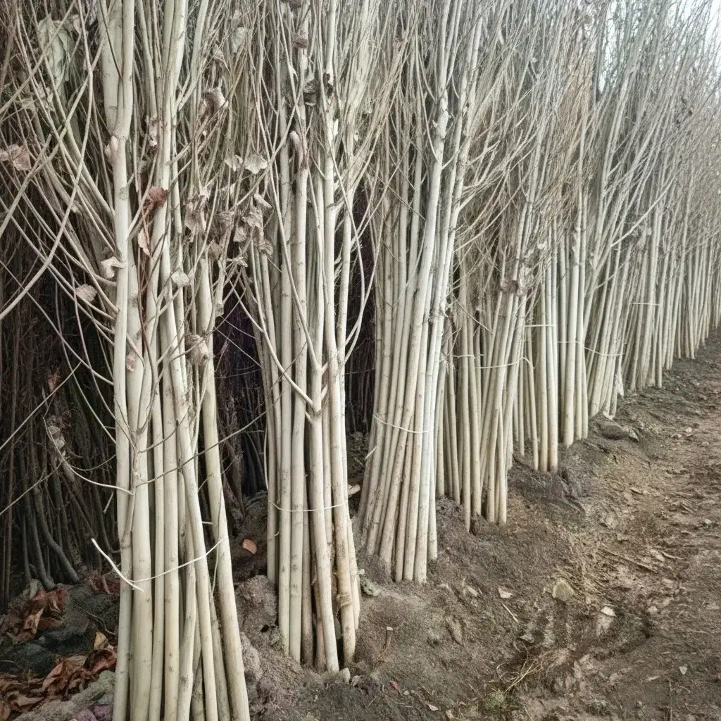 رشد سریع و سود مطمئن وتضمینی|گل و گیاه طبیعی|ابهر, |دیوار