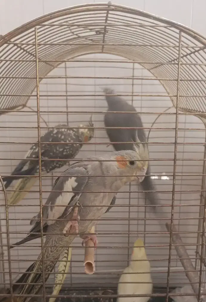 4تاعروس هلندی|پرنده|باسمنج, |دیوار