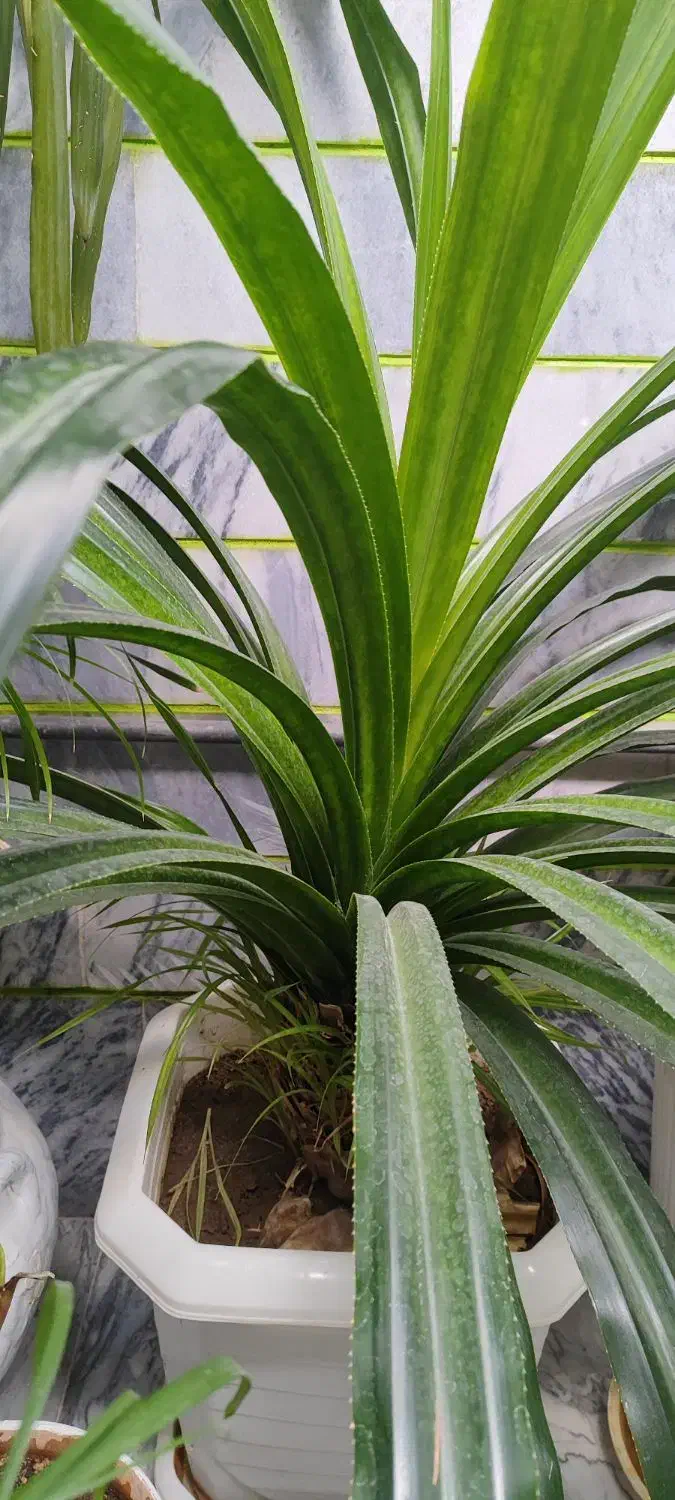 گل آپارتمانی|گل و گیاه طبیعی|کرمانشاه, |دیوار