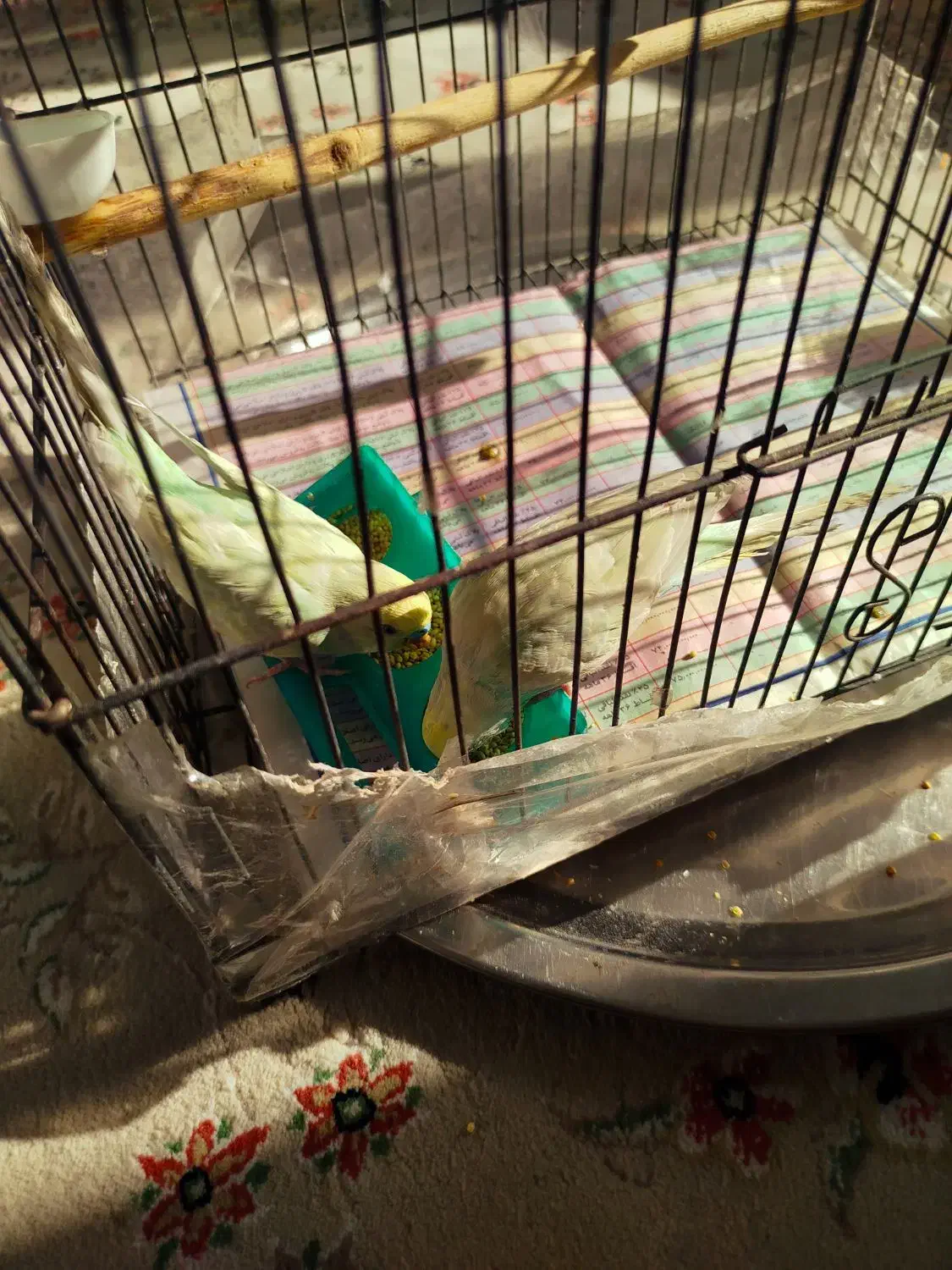 جفت مرغ عشق نیمه دستی|پرنده|ری, جوانمرد قصاب|دیوار