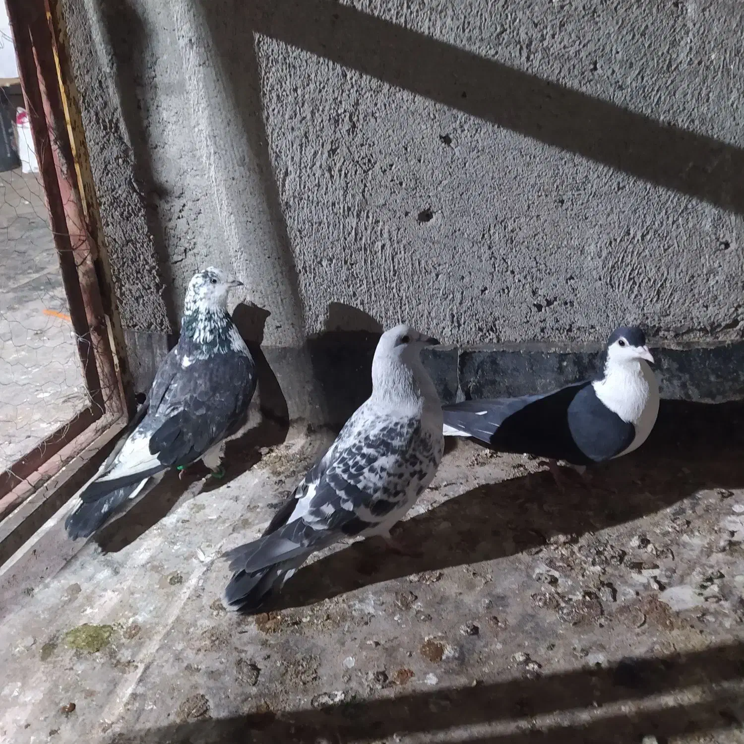 شامی|پرنده|نیشابور, دربقاضی|دیوار