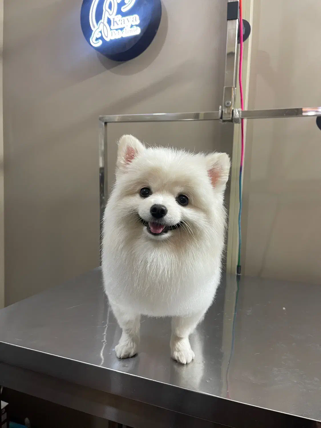 آرایشگاه حیوانات و دامپزشکی در اشرفی اصفهانی|خدمات پیشه و مهارت|تهران, سردارجنگل|دیوار