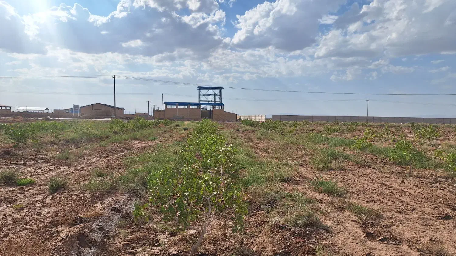 فروش باغ پسته و زمین کشاورزی|فروش دفتر صنعتی، کشاورزی، تجاری|میان جلگه, |دیوار