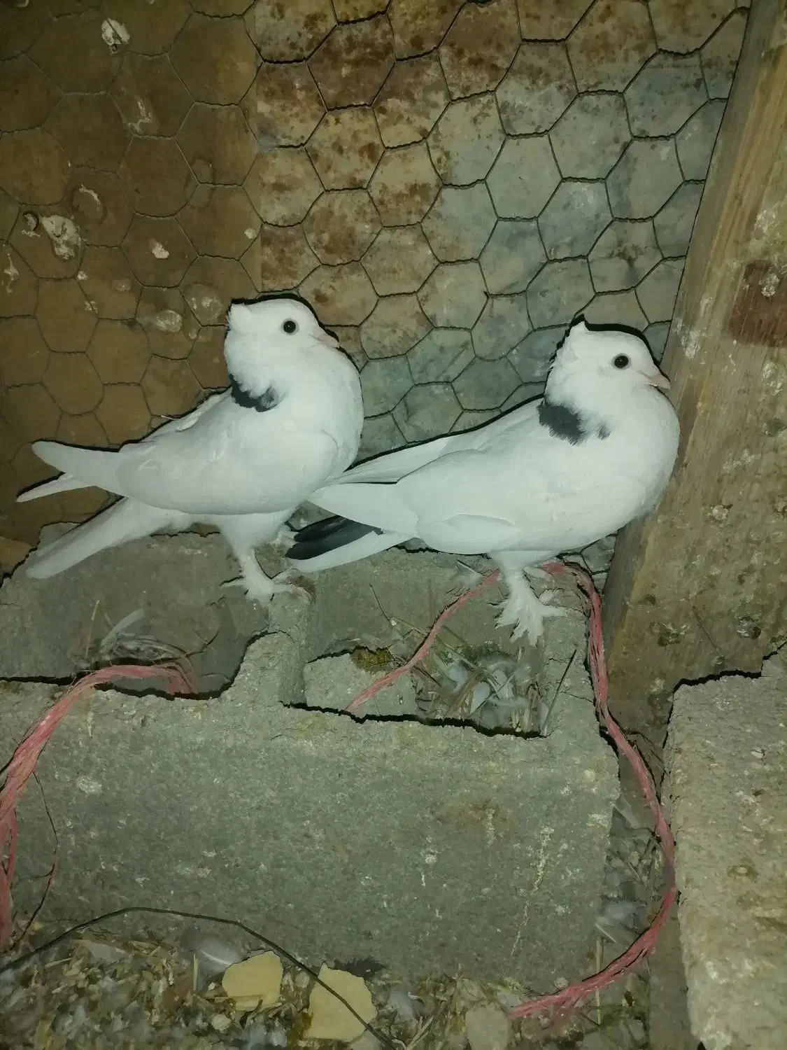 کبوتر درپرنده|پرنده|طسوج, |دیوار