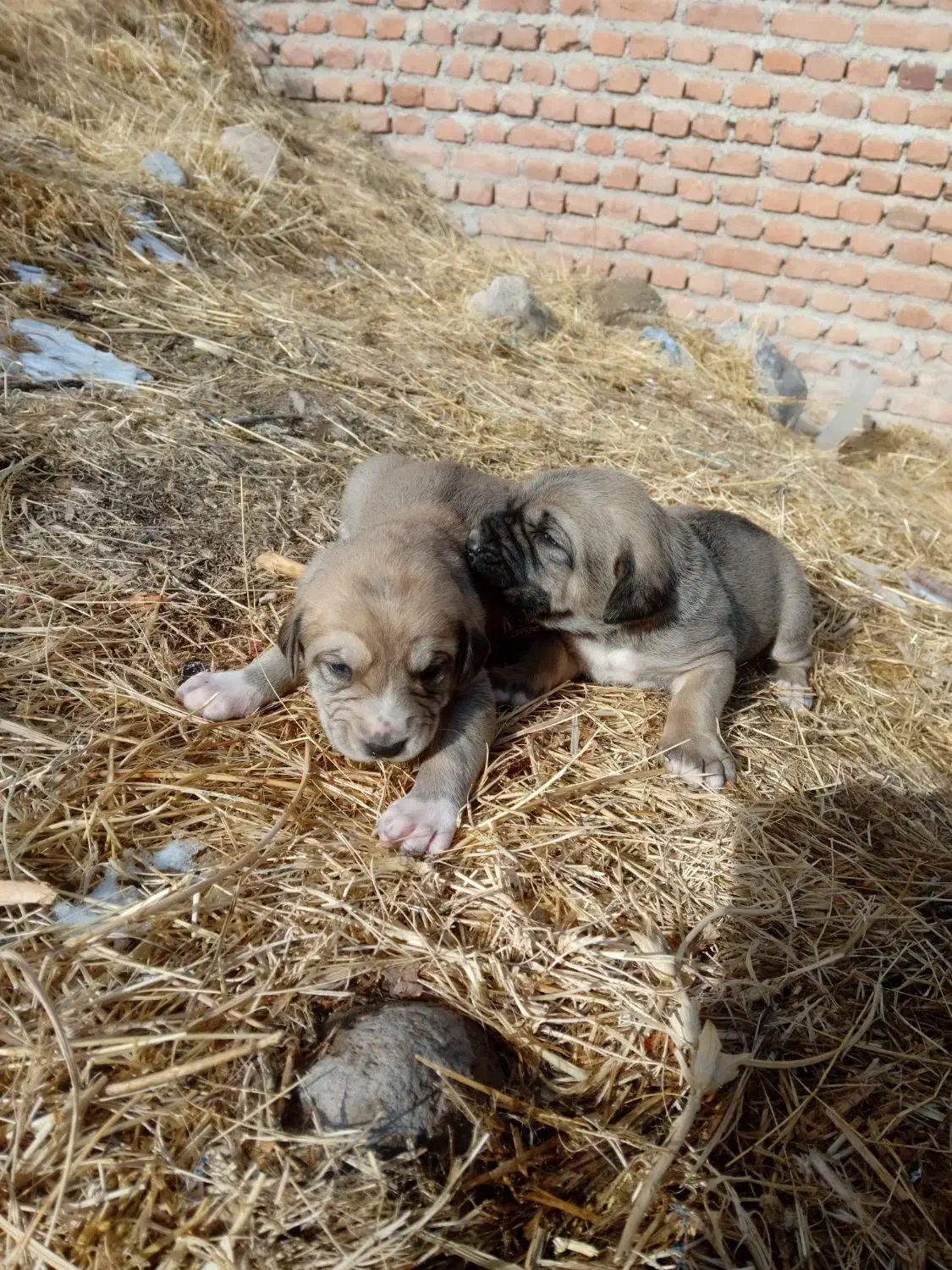 واگذاری توله سگ دورگه عراقی سرابی تضمینی|سگ|مراغه, |دیوار