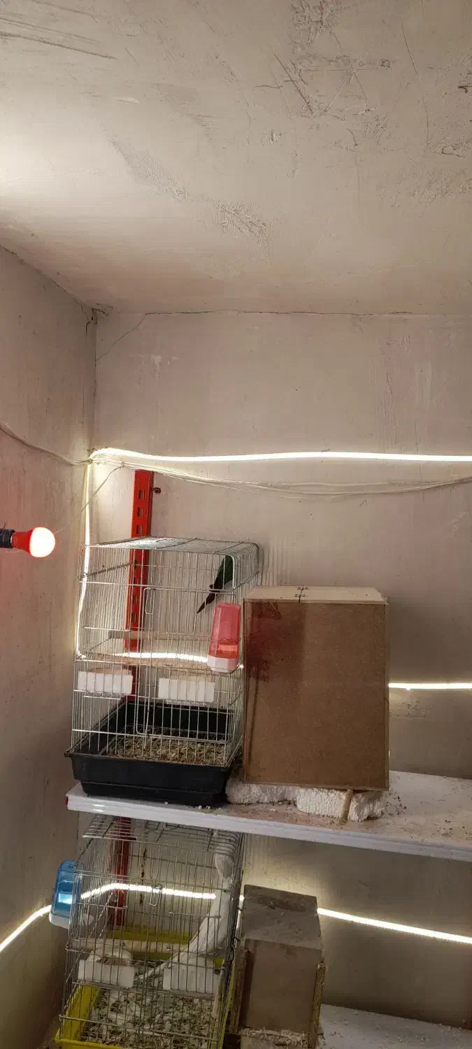 طوطی مولد ب شرط گرین چیک عروس هلندی شاه طوطی|پرنده|سقز, |دیوار