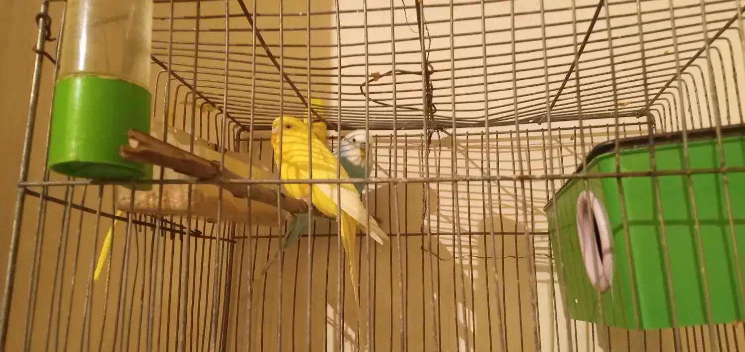 مرغ عشق  ، طوطی، عروس هلندی|پرنده|لالی, |دیوار