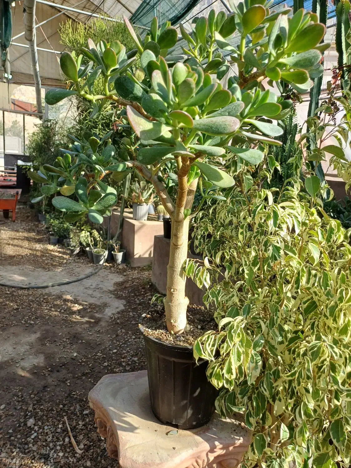 بنسای کراسولا یشم|گل و گیاه طبیعی|کرمانشاه, |دیوار