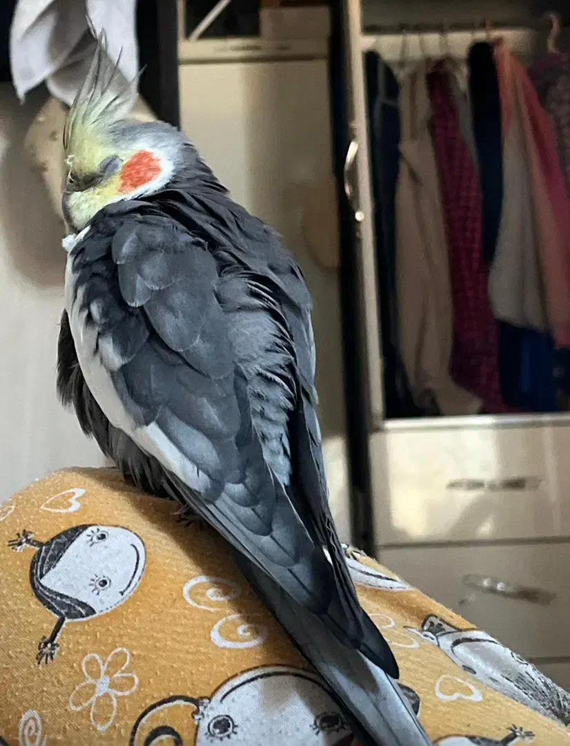 عروس هلندی گمشده|حیوانات|اندیمشک, |دیوار