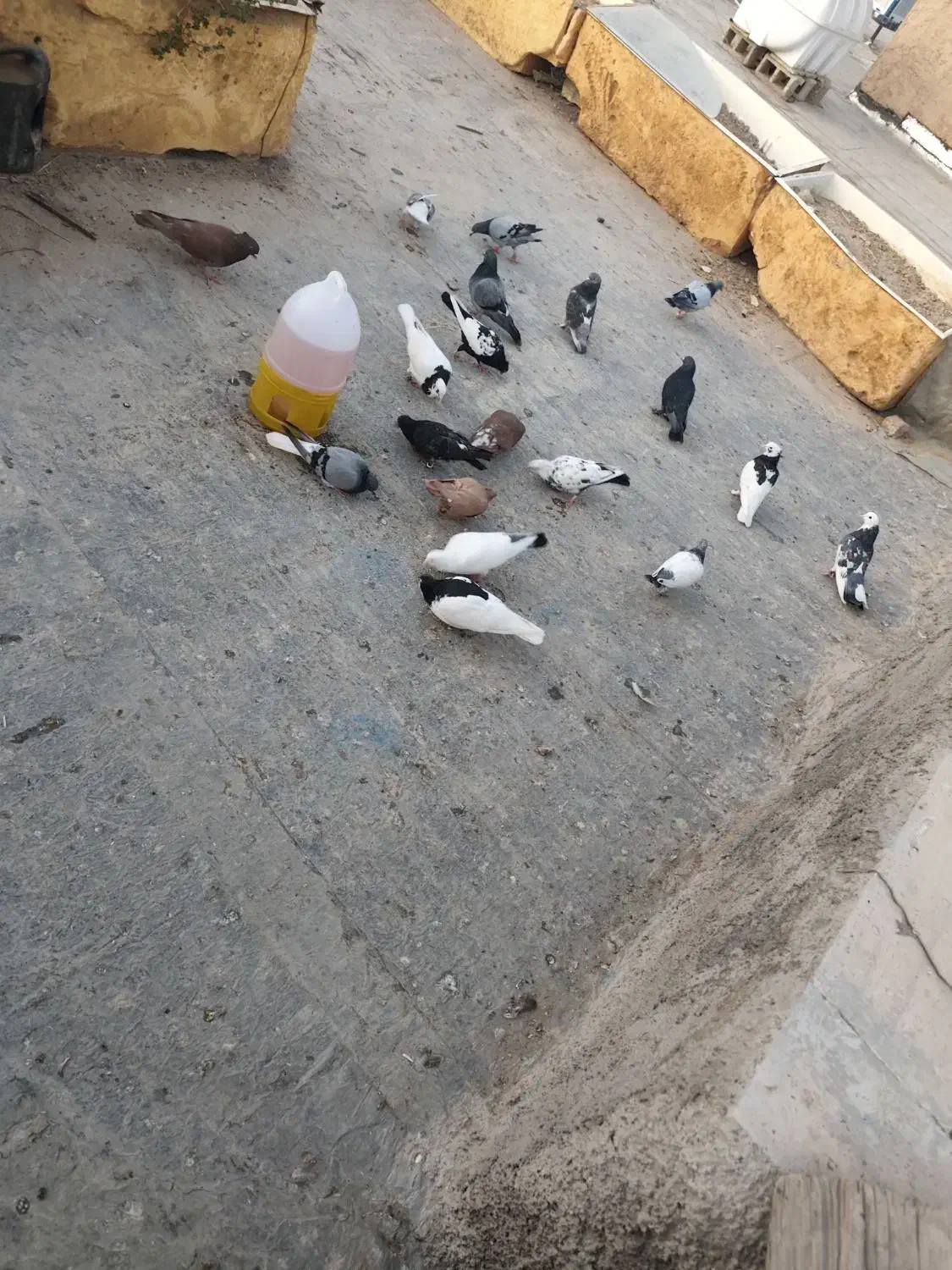 کفتر|پرنده|مرودشت, ابوذر جنوبی|دیوار