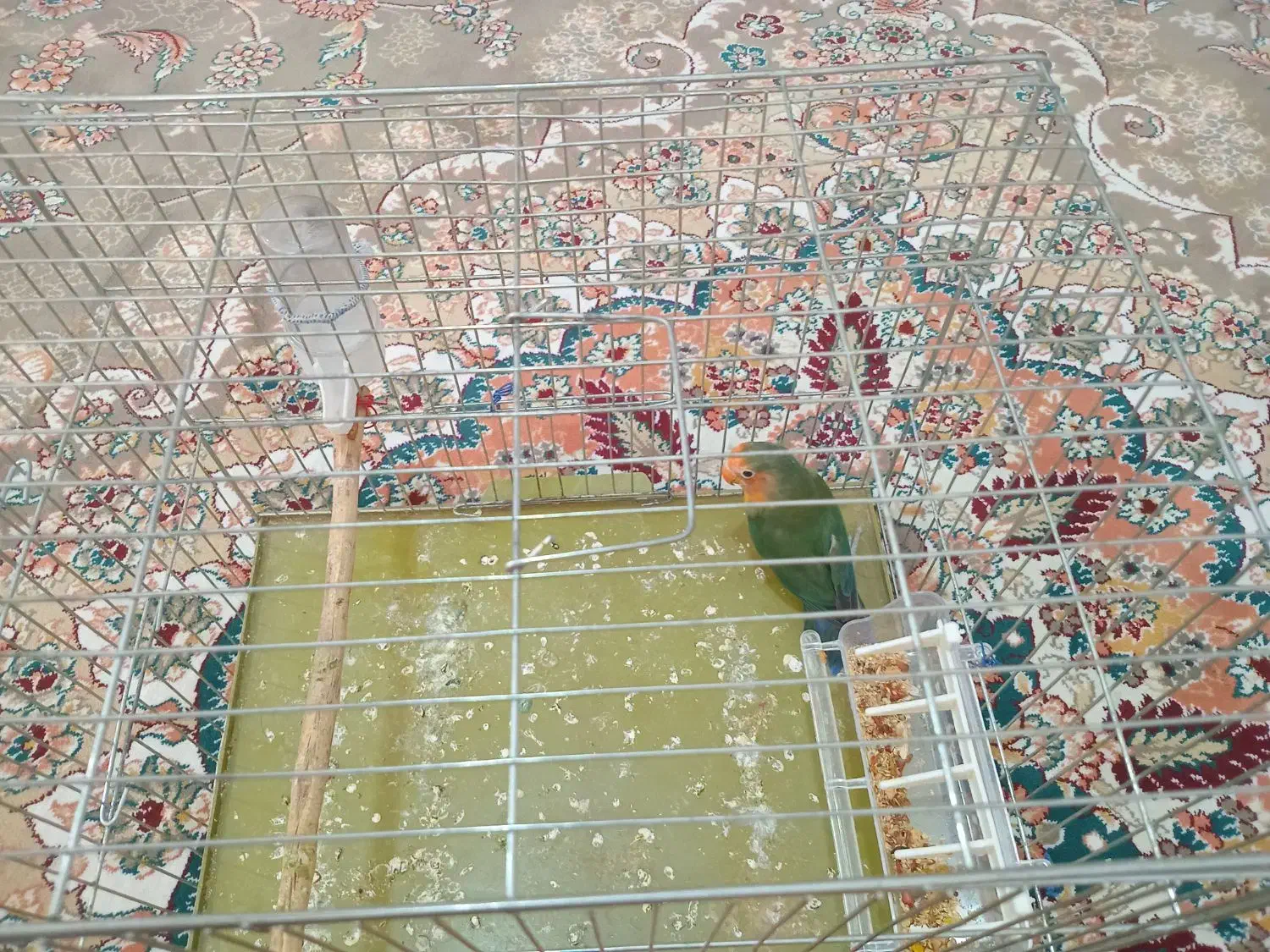 یک عدد طوطی برزیلی سالم|پرنده|هشتگرد, فاز ۱ مهستان|دیوار