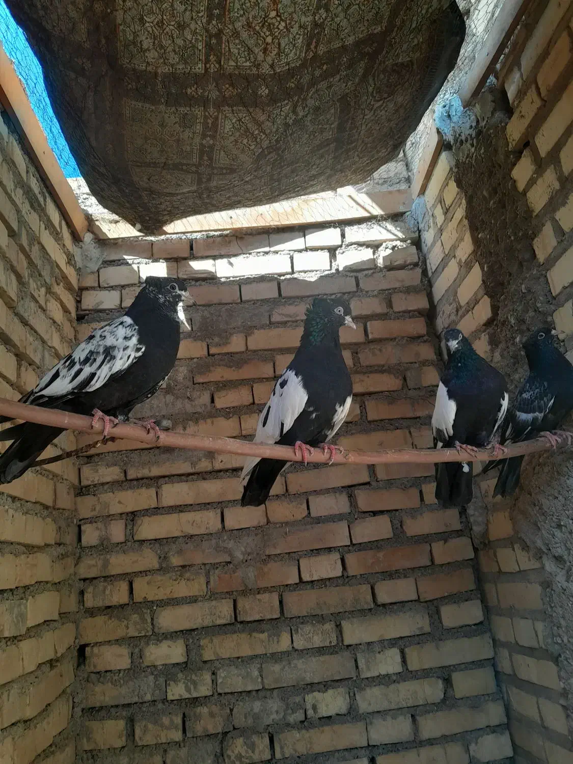 چهار عدد سینه ای چش نوک سفید خوش هیکل|پرنده|شوش, |دیوار