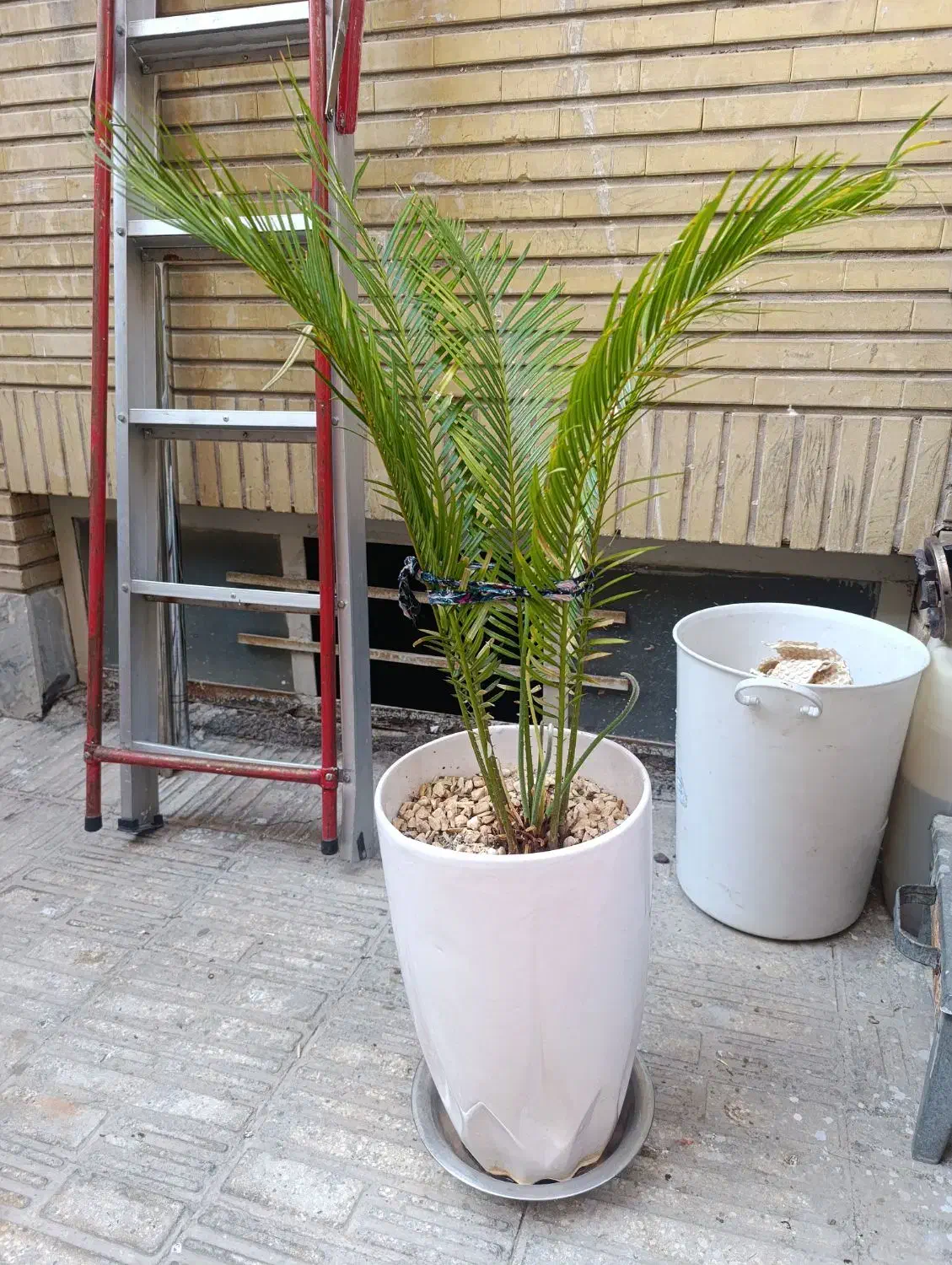 دو عدد گلدان خالی و دو عدد گلدان با گل|گل و گیاه طبیعی|تهران, افسریه جنوبی|دیوار