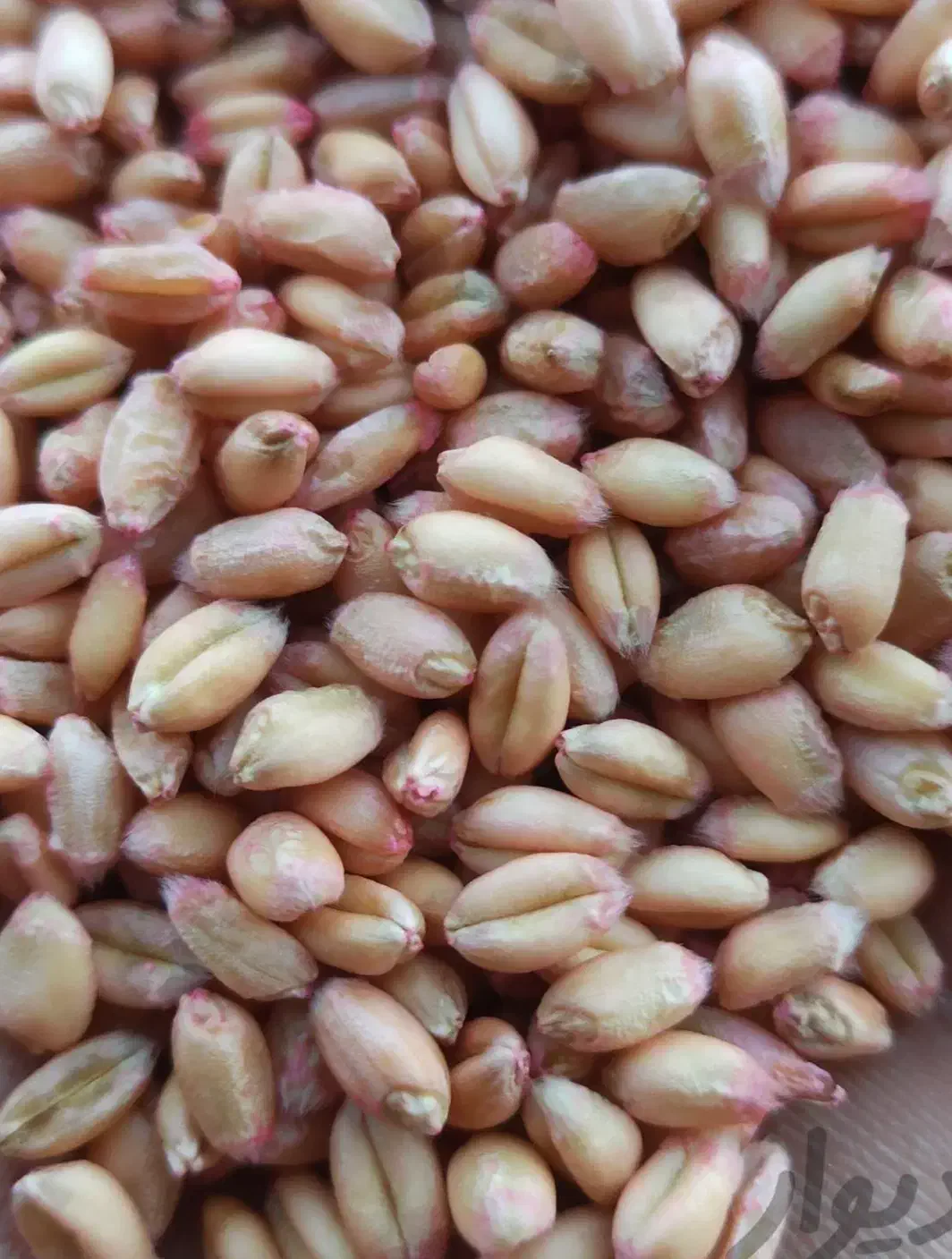 گندم آبی|خوردنی و آشامیدنی|نهاوند, |دیوار