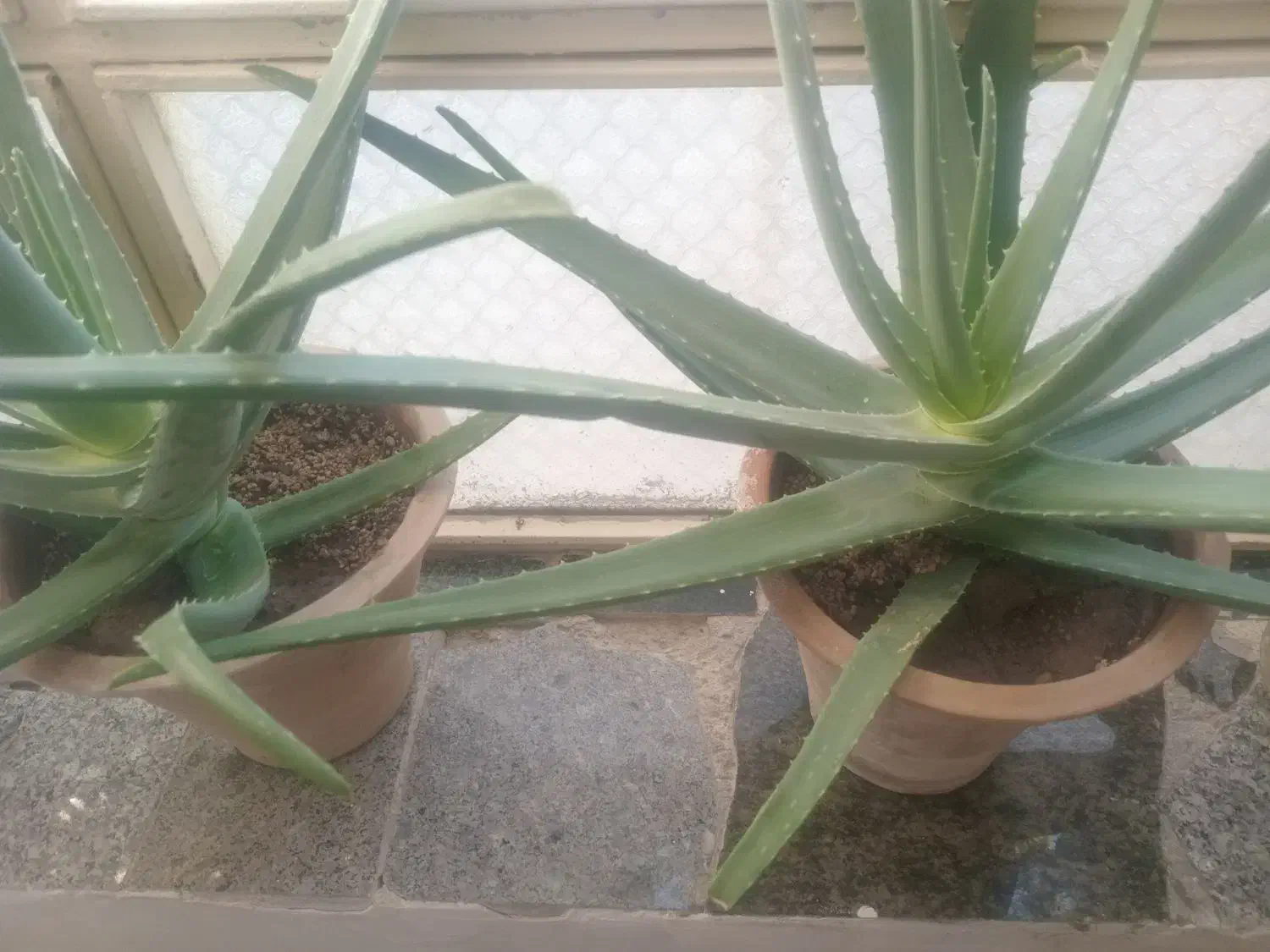 گل الوورا فروشی|گل و گیاه طبیعی|ارومیه, |دیوار