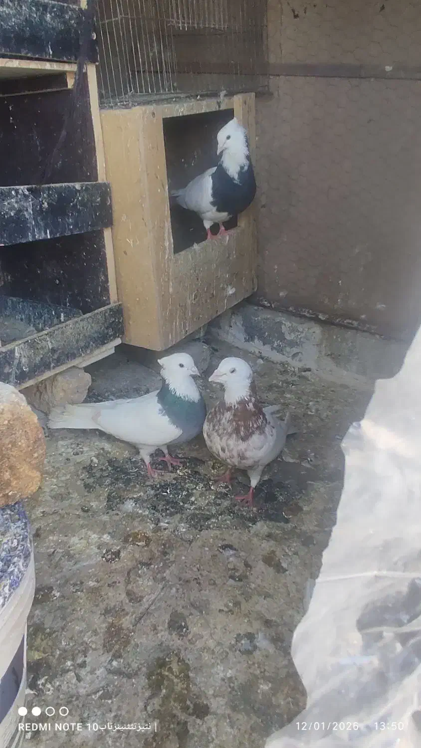 سه عدد طوقی مهر پاک پاک|پرنده|بومهن, |دیوار