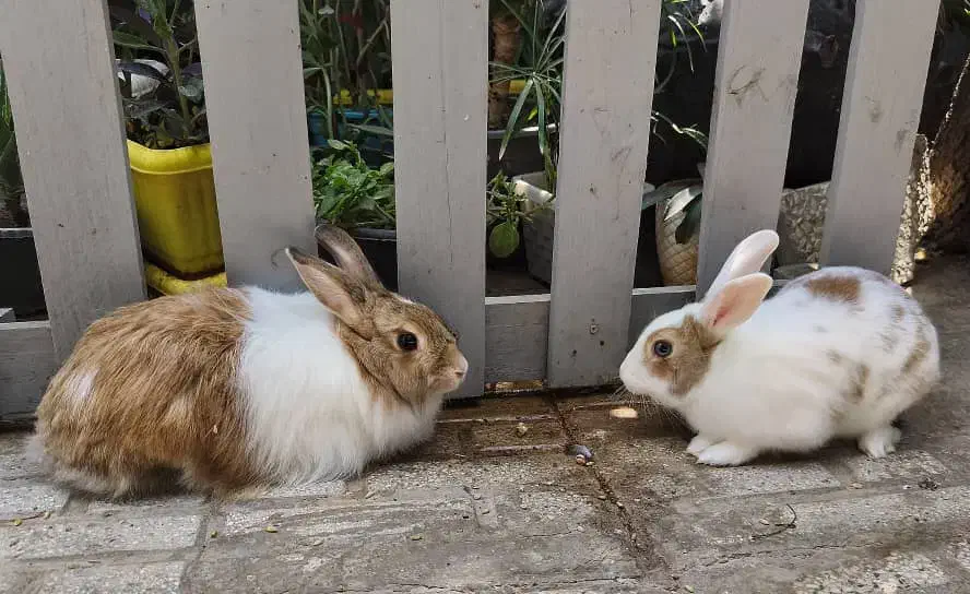 یک جفت خرگوش نر و ماده نژاد دار|موش و خرگوش|شیراز, اصلاحنژاد|دیوار