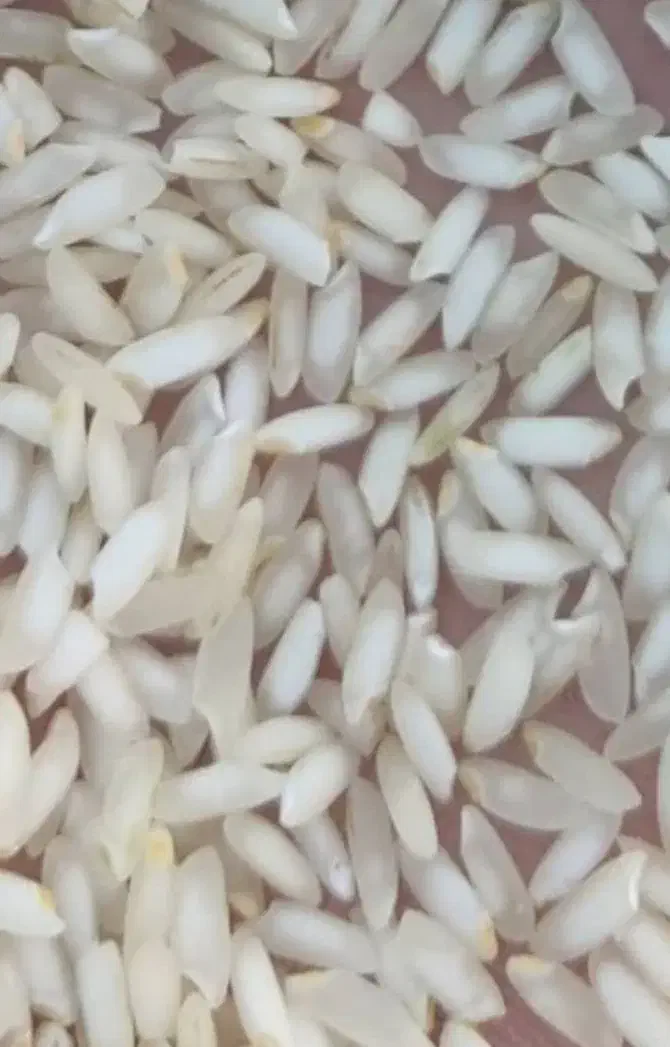 برنج عنبربواهوازی|خوردنی و آشامیدنی|شیراز, گویم|دیوار