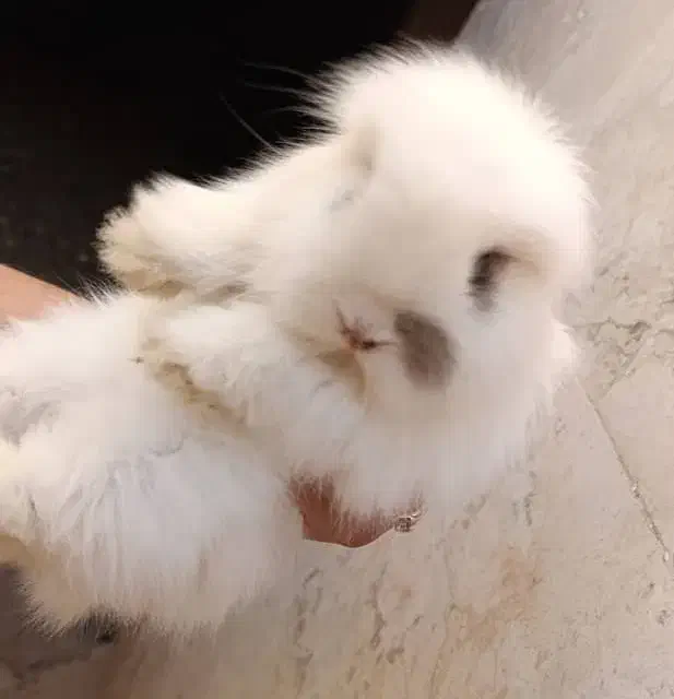 توله خرگوش لپ(عروسک زنده)|موش و خرگوش|دوگنبدان, |دیوار