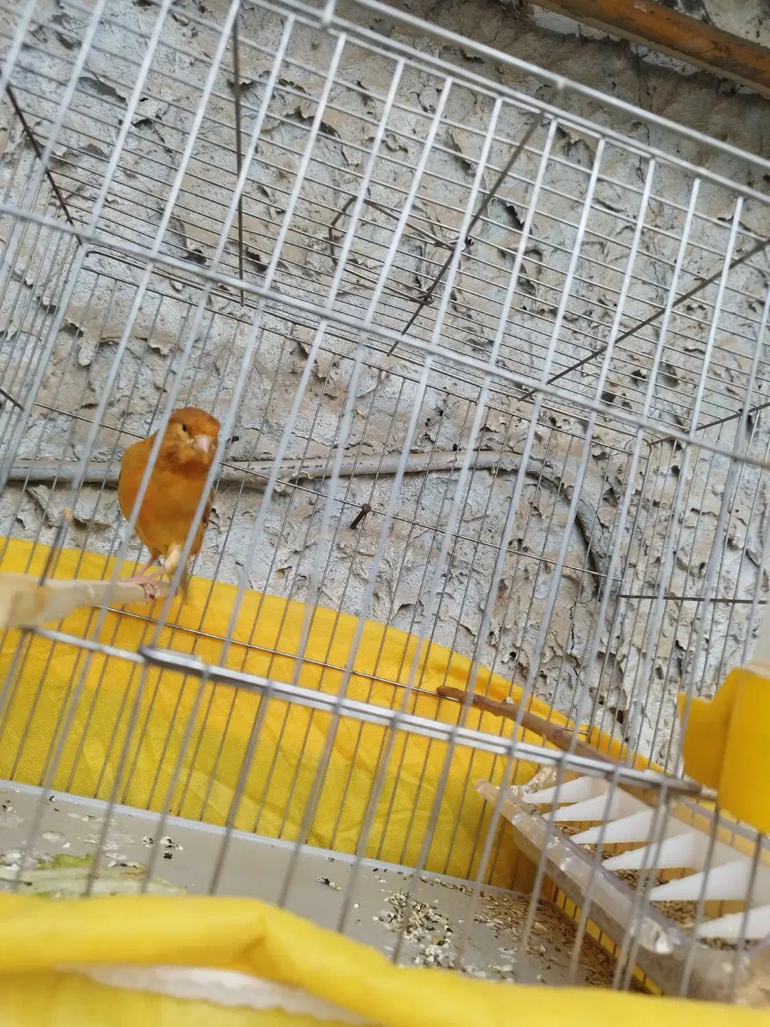 قناری جفت جوجه مهست|پرنده|اهواز, نیوساید|دیوار