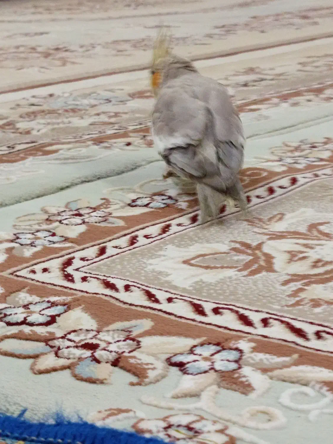 عروس هلندی نر و ماده مولد|پرنده|اهواز, شهرک اکباتان|دیوار