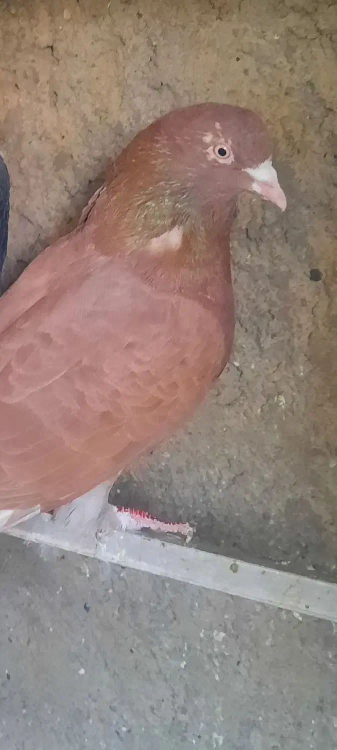 کفتر انر نگلیسی دهاتی|پرنده|ری, جوانمرد قصاب|دیوار