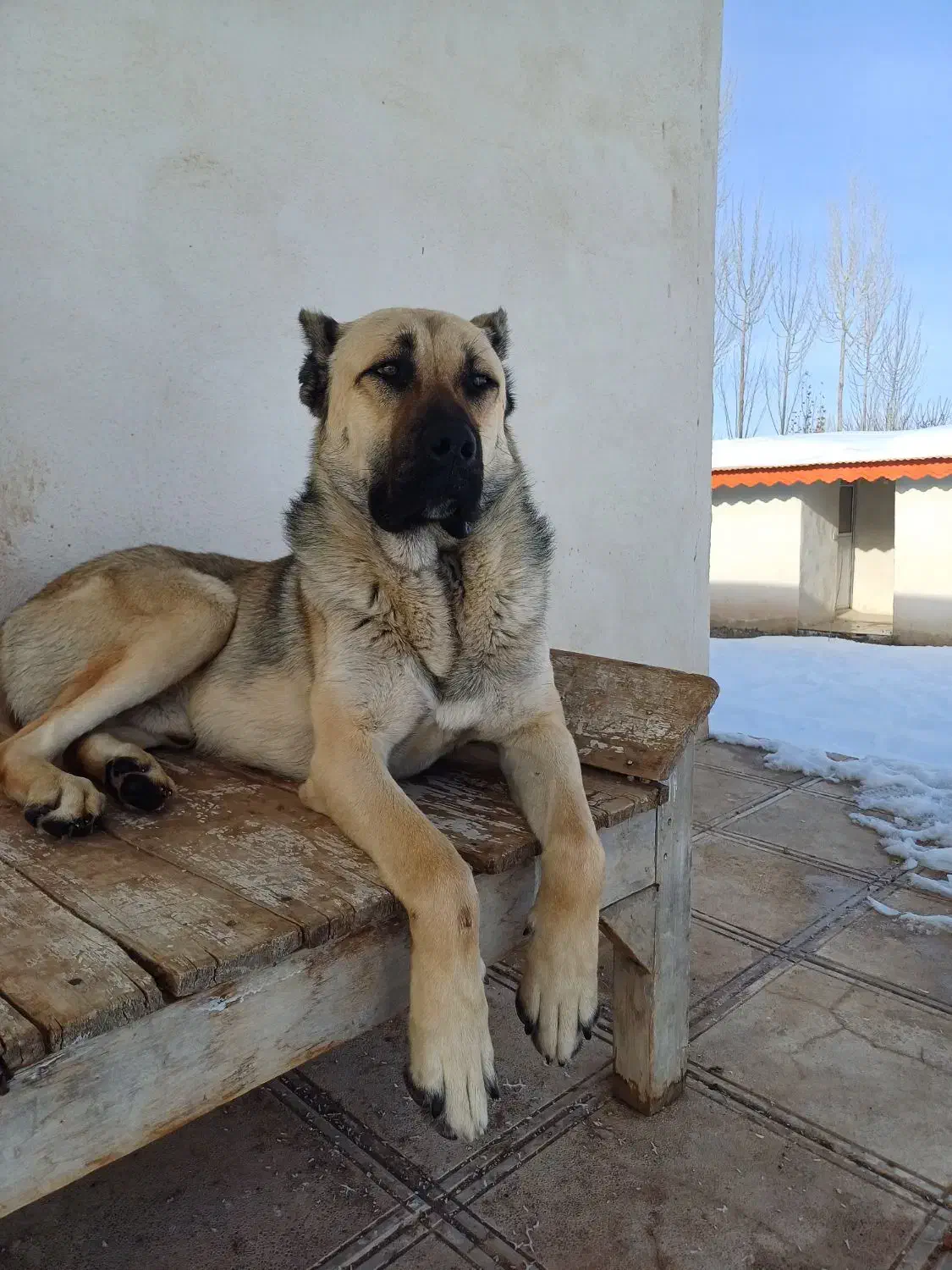 واگذاری سگ|سگ|صوفیان, |دیوار