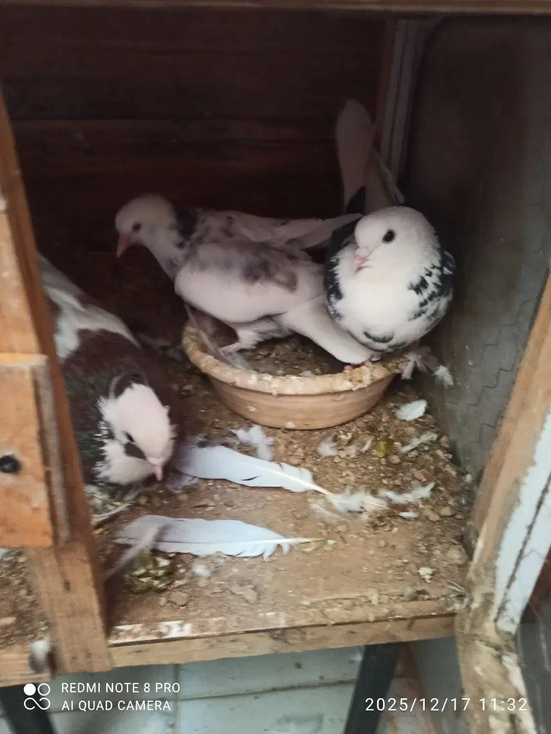 3تا کفتر دارم. به خاطر نداشتن. جا. میفروشمم|پرنده|قدس, شهر‌قدس|دیوار