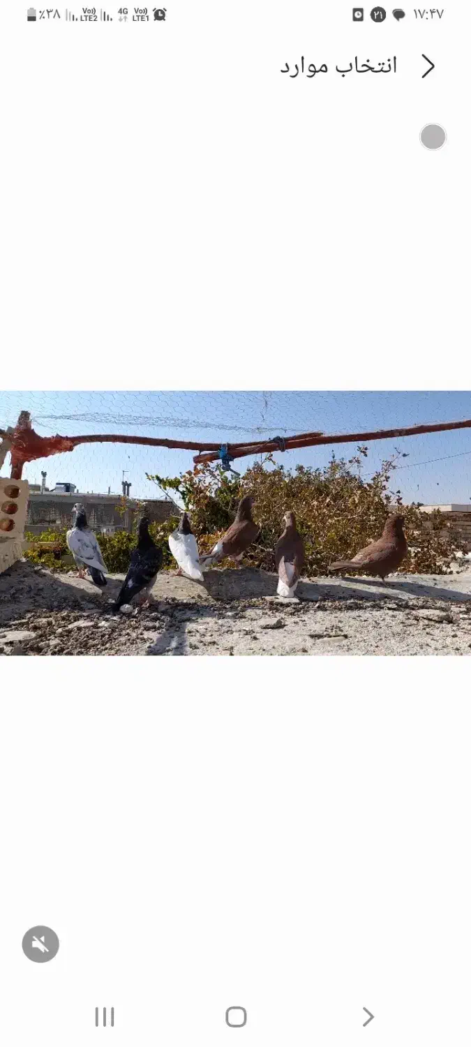 فروش تعدادی کبوتر|پرنده|خرم بید, |دیوار