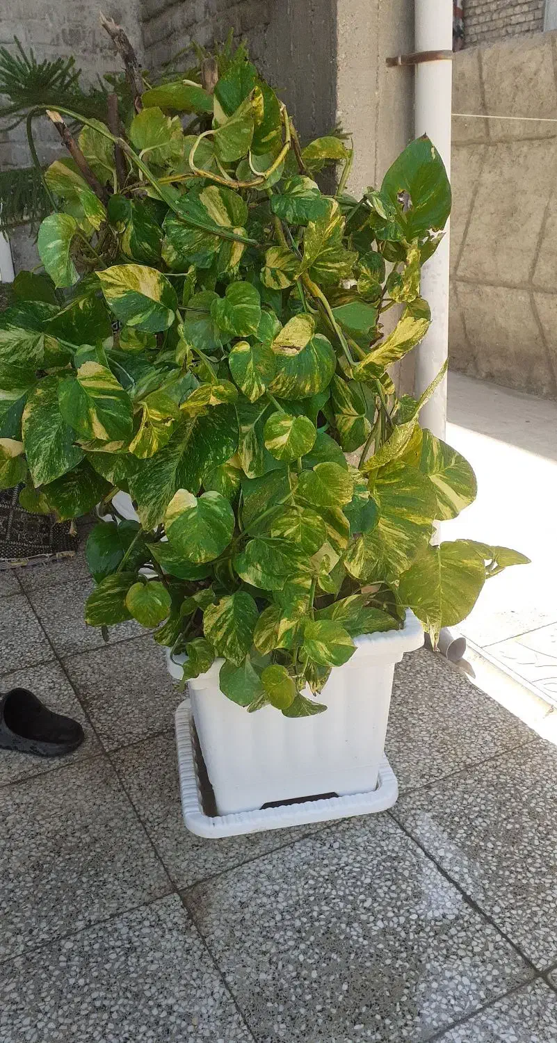 گل وگیاه|گل و گیاه طبیعی|میاندوآب, |دیوار