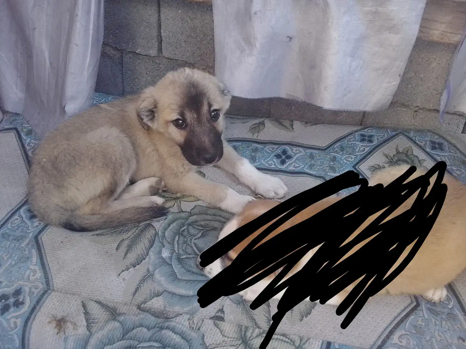 سگ ماده|سگ|بندرعباس, |دیوار