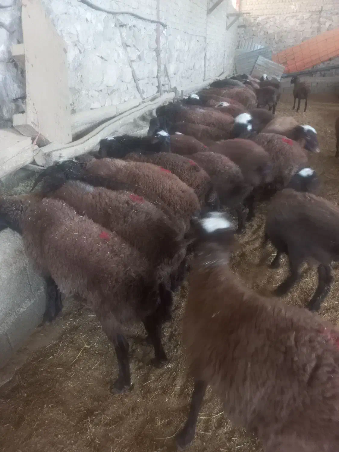 ۱۰۰ راس بره نر پروار وپای پروار بصورت کلی وتکی|حیوانات مزرعه|هشتگرد, فشند|دیوار