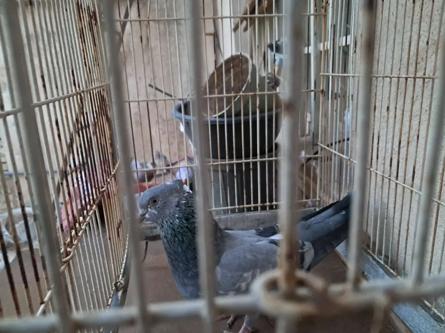 کبوتر|پرنده|شیراز, سایت اداری|دیوار