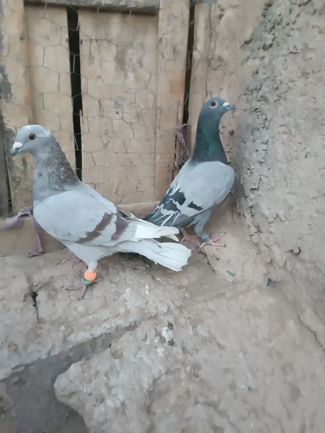 7تا کبوتر فروشی|پرنده|ریگ ملک, |دیوار