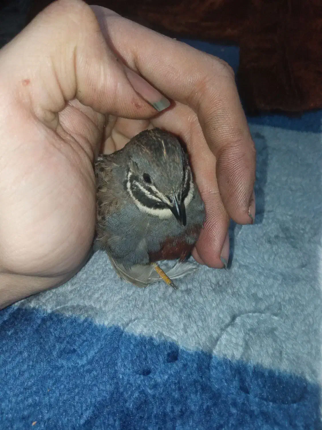 بلدرچین مینیاتوری|حیوانات مزرعه|تهران, والفجر (افسریه)|دیوار